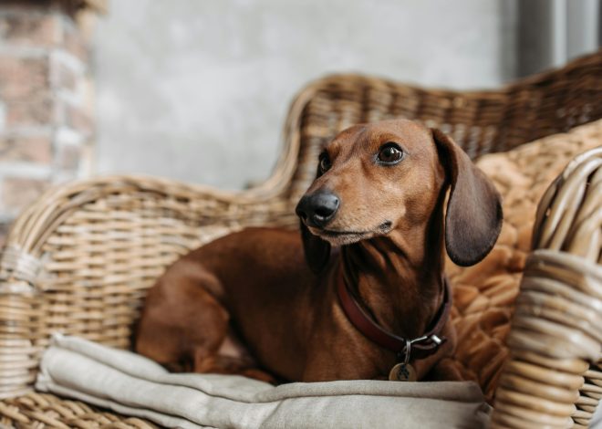 10 Ideas to Create Dog-Friendly Spaces in Your Home