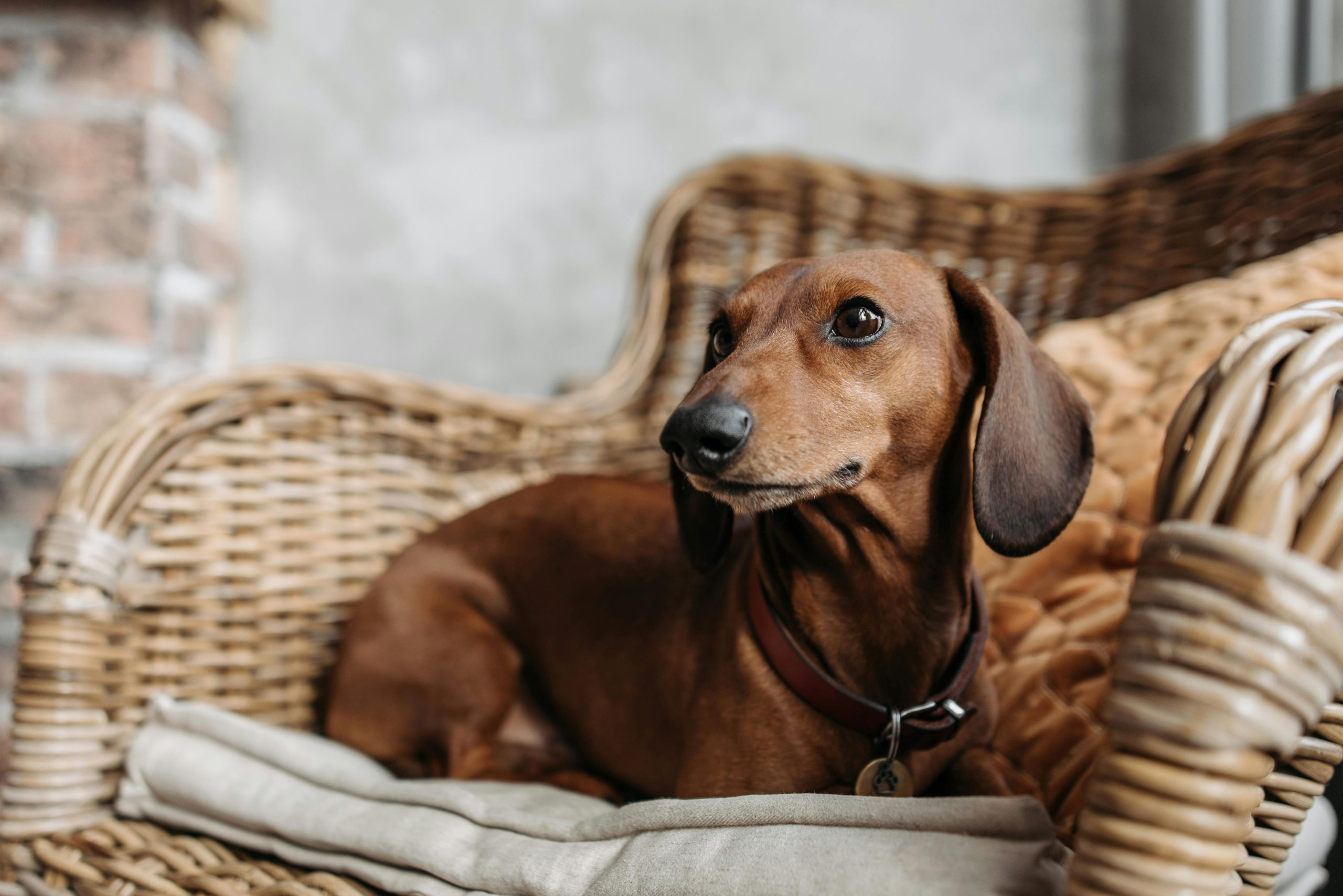 10 Ideas to Create Dog-Friendly Spaces in Your Home
