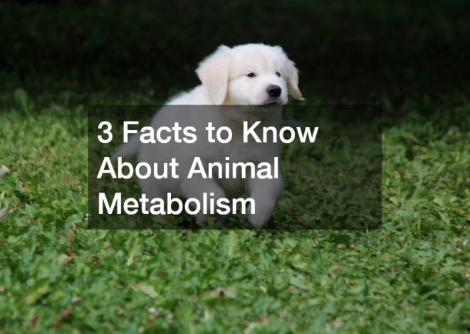 3 Facts to Know About Animal Metabolism