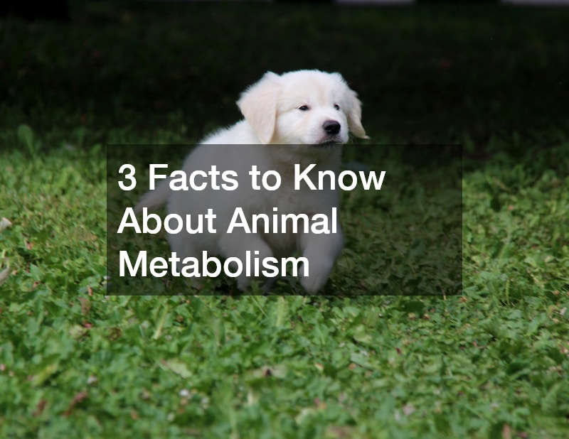 3 Facts to Know About Animal Metabolism
